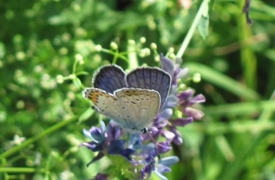 Lycaenidae da ID